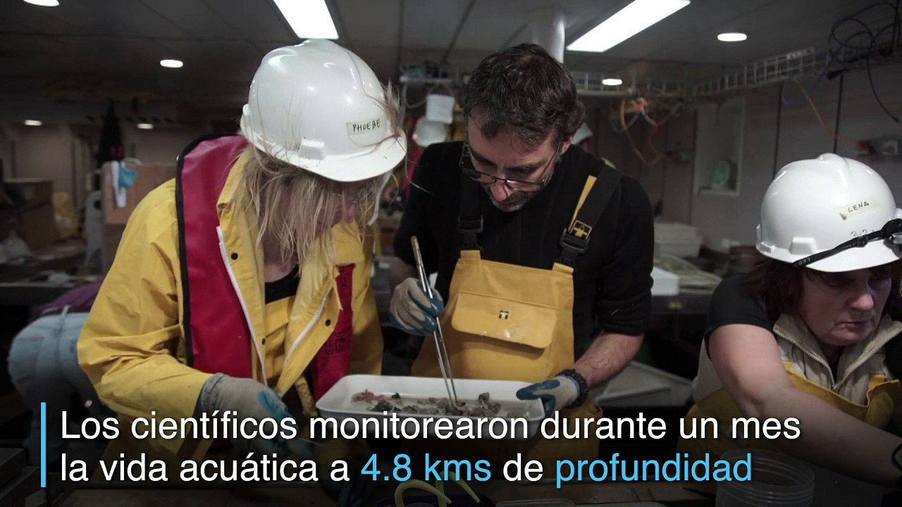 Científicos recolectan especies exóticas del fondo del mar