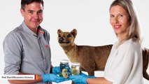 Research Reveals At What Age Tasmanian Tiger Joeys Took On Their Dog-Like Appearance
