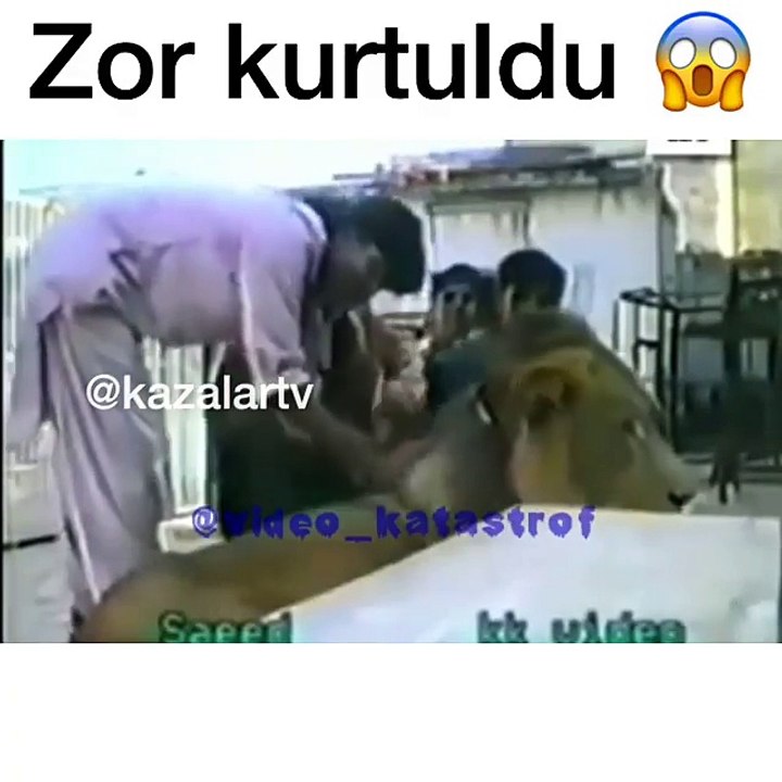 Aslan İnsana Saldırırsa