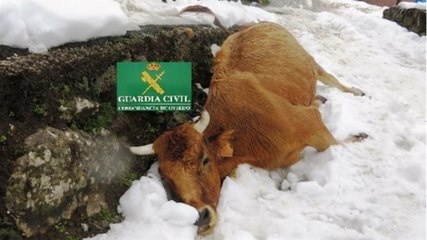 La Guardia Civil investiga a un vecino por dejar morir de hambre a 5 vacas en Teverga, Asturias