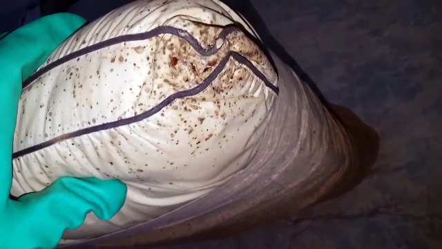 Voilà à quoi ressemble une invasion de punaises de lit... Flippant