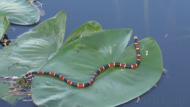Ce serpent est magnifique mais il est pourtant le plus dangereux et venimeux du monde : serpent corail