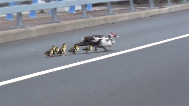 Ce caneton se retrouve tout seul, coincé sur la route et ça va vous briser le coeur