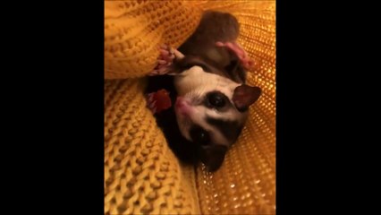 Regardez ce qu'elle cache dans sa poches... Adorable et terrifiant