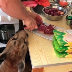 Voici Messi, un puma aussi adorable qu'un chaton... Mais en plus gros