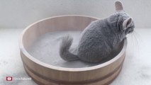 Epic Chinchilla Dust Bath Ultra High Definition! - Baño de arena mascotas