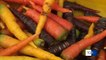 In Puglia la carota che contiene più iodio degli altri ortaggi e che migliora la salute
