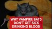 Why vampire bats don't get sick drinking blood