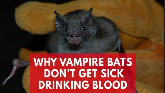 Why vampire bats don't get sick drinking blood