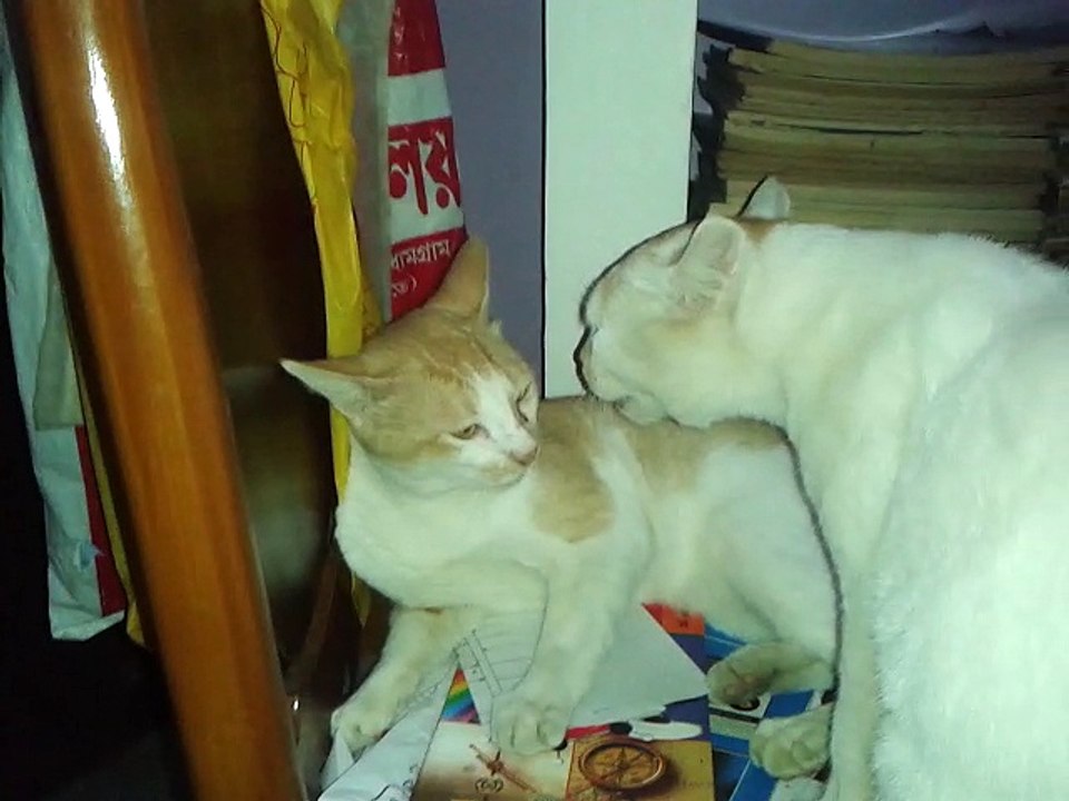Cats Squabble Over Kittens