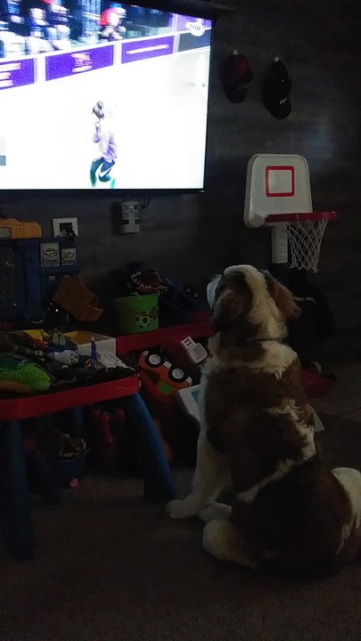 Saint Bernard Loves Competition