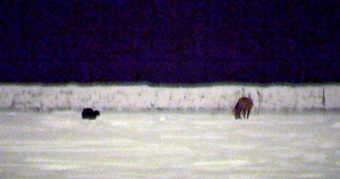 Coyote Kills Cat Outer Harbor in Buffalo