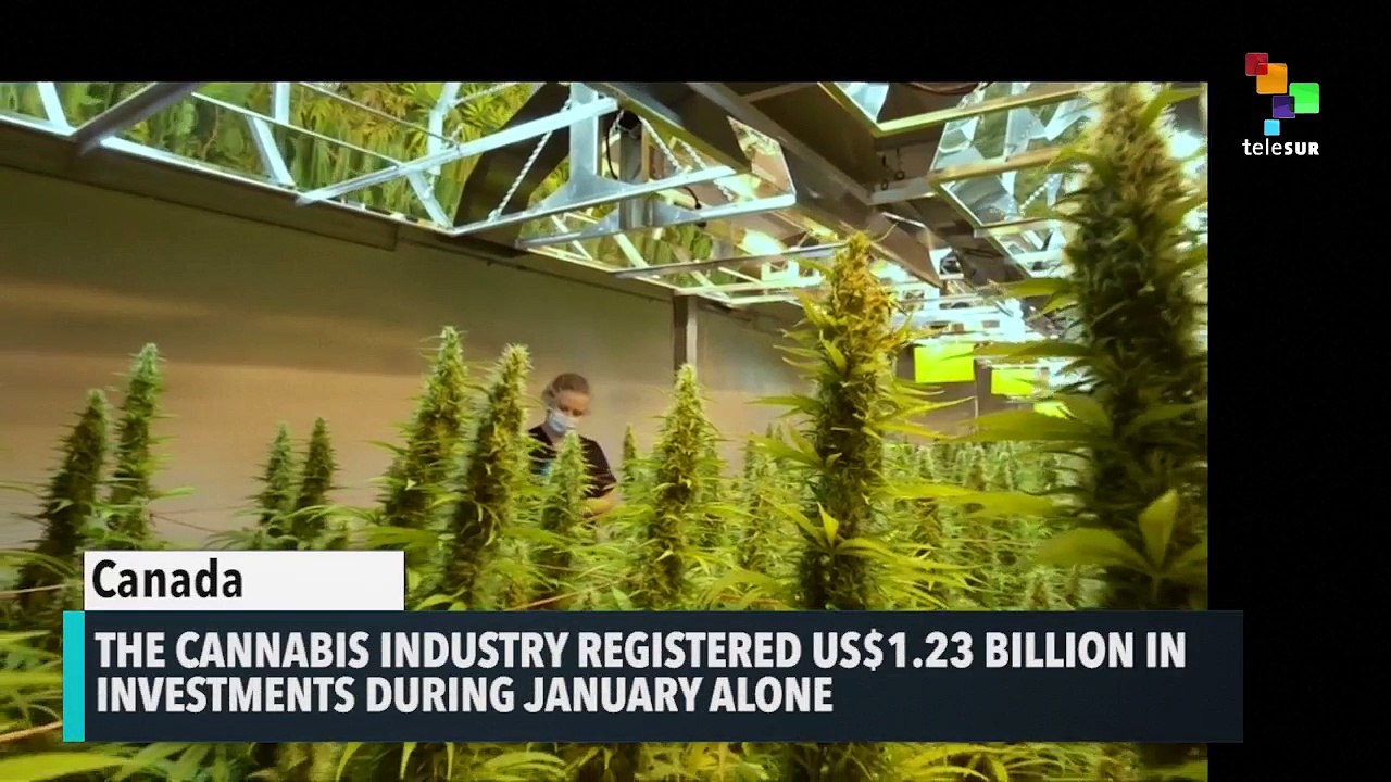Almost 600% Increase In Global Cannabis Investments