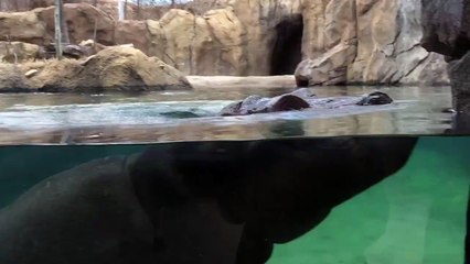 Fiona is letting us know how much she’s enjoying all this warm weather!