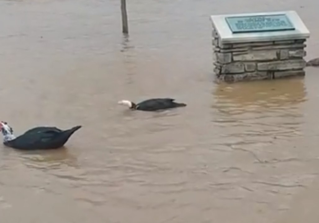 Geese And Ducks Take Advantage of Ohio River Flooding