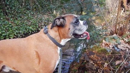 Helicopter, Workhorses and a Ridgeback, date: 20180221