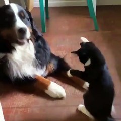 Phòng khám đa khoa Đại Đông -  Dogs and cats funny