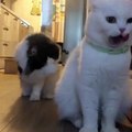 Phòng khám đa khoa Đại Đông - Cute cats copilation 2018
