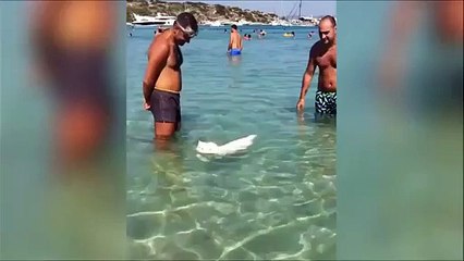El mundo al revés   a este gato le encanta nadar en el mar