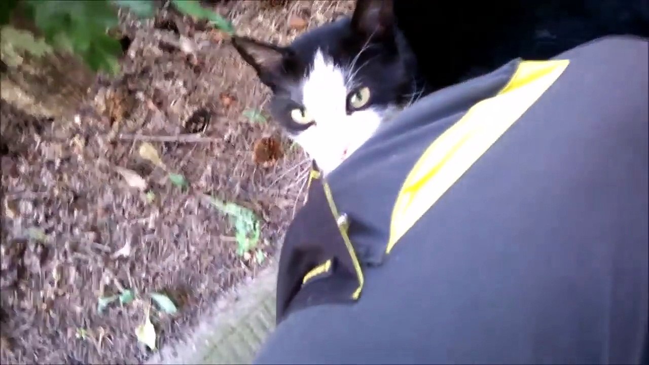 How to make a Stray cat your friend