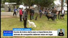 Especialistas Afirmam que Cães Treinados são Seguros em Qualquer Lugar Público