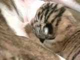 PitBull adota tigres