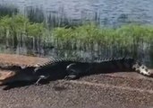 Crocodile Spotted on Road Near Infested Waters in Kakadu