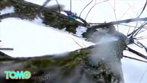Vol à l'arraché: Un écureuil se filme voler une camera GoPro