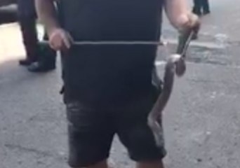 Injured Snake Plucked From Drain in Central Melbourne
