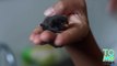 VIDEO: Pipi la petite chauve-souris orpheline prend son petit-déjeuner