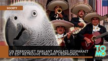 Un perroquet parlant Anglais disparait et est retrouvé parlant l’Espagnol
