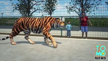 PÈRE DE L’ANNÉE: Un père laisse son fils se faire dévorer le bras par un tigre.