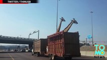 CRUAUTÉ ENVERS LES ANIMAUX: Une girafe se fait décapiter par un pont