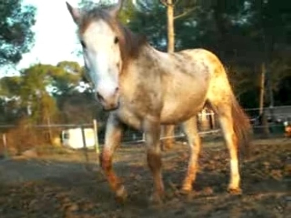 Denver se roule dans la boue