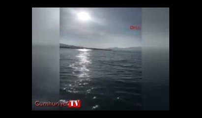 İzmir Karaburun'da yunusların şovu böyle görüntülendi