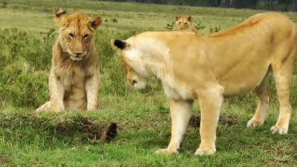 4 jeunes lions vs Mangouste