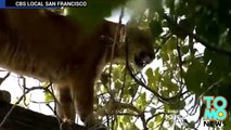 Un lion des montagnes attaque un garçon de 6 ans lors d’une balade en forêt