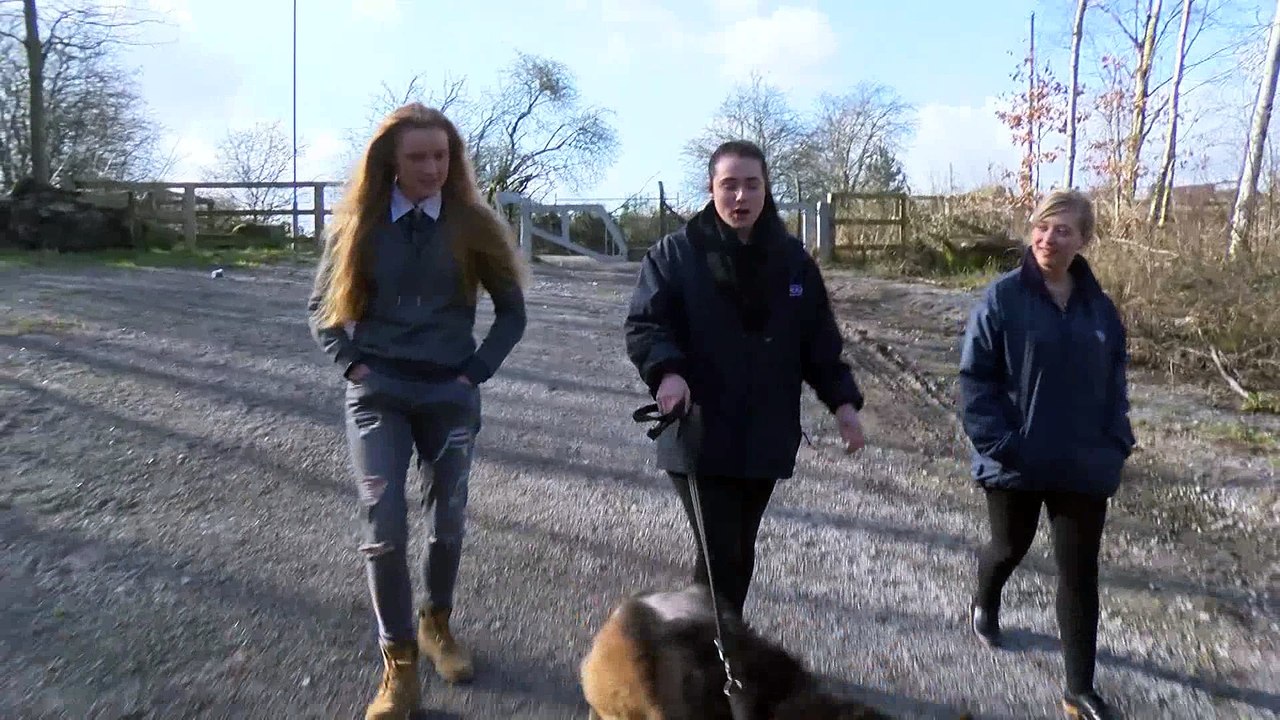 Could You Be A Dog Walker?