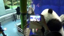 Le bébé panda du Zoo de Taipei fait ses grands debuts