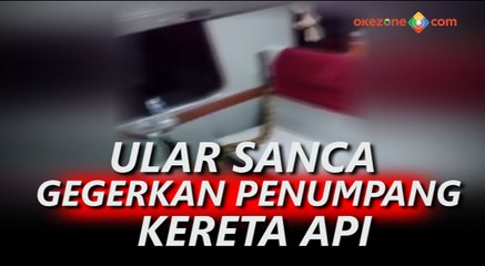 Download Video: Ular Sanca di Dalam Gerbong Gegerkan Penumpang Kereta Api