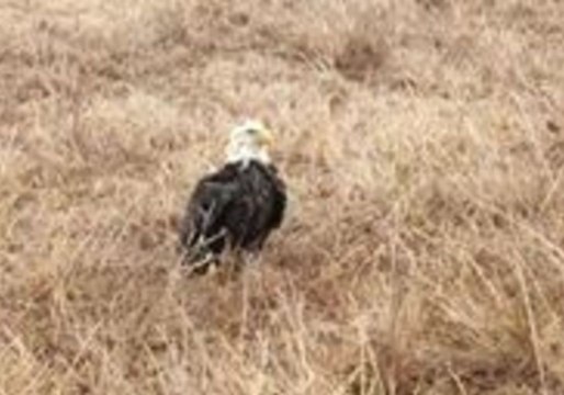 Game Warden Lets Bald Eagle Thaw Out in His Truck Following Ice Storm