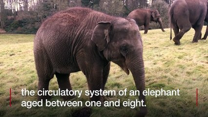 Woburn Safari Park - Elephant Tarli survives deadly virus