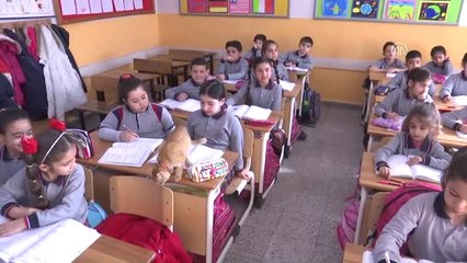 Kedi "Tombi" Sınıfa Döndü