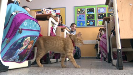 Kedi 'Tombi' sınıfa döndü - İZMİR