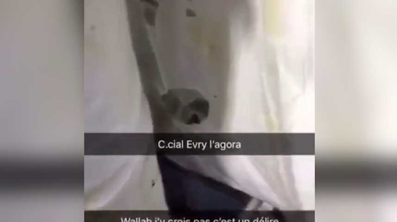 Ce client de Carrefour a filmé "une famille de souris" dans des vêtements pour bébés