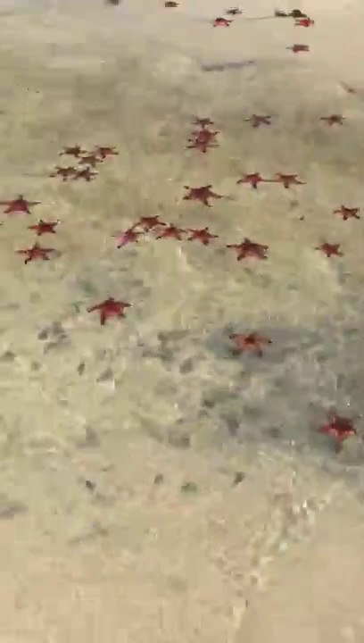 Des centaines d'étoiles de mer sont groupées sur cette plage... Magnifique