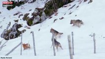 Italie : Trois loups attaquent un petit chien (vidéo)