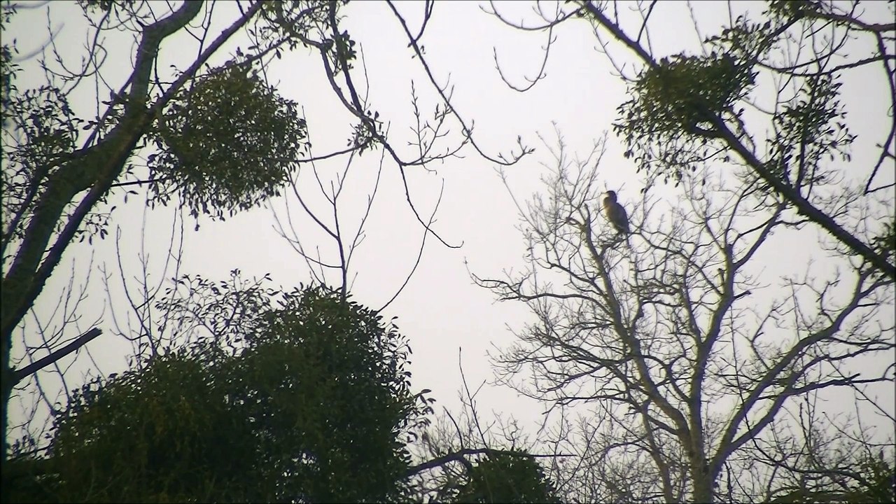 quels oiseaux ?