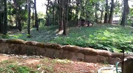 சிங்கத்தின் குகையில் வாலண்டியராக ஏறிய போதை ஆசாமி- வீடியோ