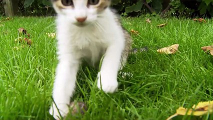 Découvrez les chats les plus craquants jamais vu !